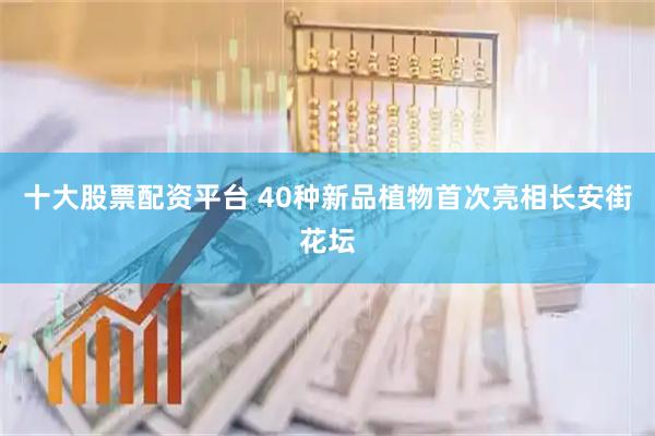 十大股票配资平台 40种新品植物首次亮相长安街花坛